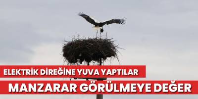 Leylekler elektrik direğini yuva yaptı