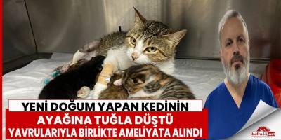 Sokak Kedisinin İmdadına Hayvanseverler Yetişti