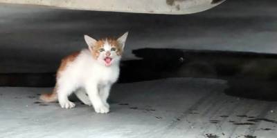 Samsun'da otomobilin altına giren kediyi itfaiye kurtardı