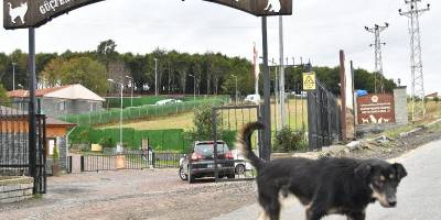 Son 3 yılda 6 bin 550 sahipsiz sokak hayvanı tedavi edildi