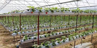 ‘Tarımsal üretimde en son çare kimyasal mücadele’