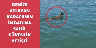 Denize atlayan karacanın imdadına sahil güvenlik yetişti