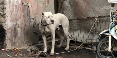 Yasaklı ırk köpeği direğe bağlayıp kaçtılar