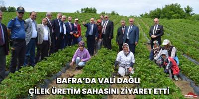 Bafra’da Vali Dağlı  Çilek Üretim Sahasını Ziyaret Etti
