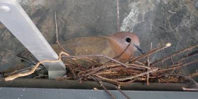 Öğrenciler kumruya sahip çıktı