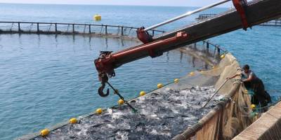 Samsun’da Türk somonu hasadı