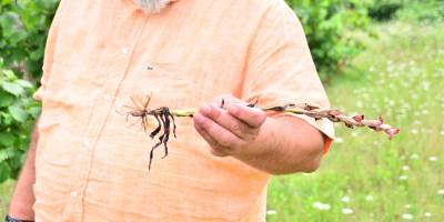 Bahçedeki ‘beyaz altın’ı kaçak topladılar