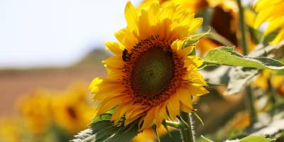 Ayçiçeği üreticisine ilave destek