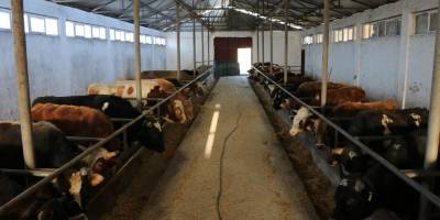 Besiciler uyardı, kurbanlık hisse satan marketlere dikkat