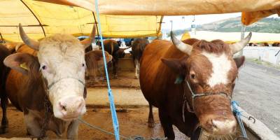 Kurbanlıklar görücüye çıktı