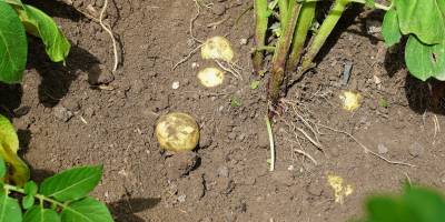 Patates üretiminde yüzde 20 artış