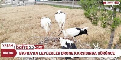 BAFRA'DA LEYLEKLER DRONE KARŞISINDA GÖRÜNCE