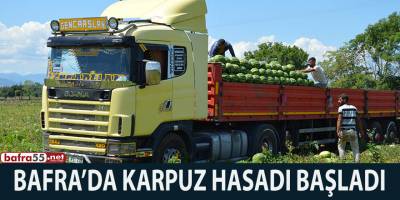 BAFRA’DA KARPUZ HASADI BAŞLADI