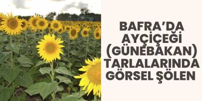 BAFRA’DA AYÇİÇEĞİ (GÜNEBAKAN) TARLALARINDA GÖRSEL ŞÖLEN