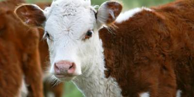 2021 Yılı Buzağı Desteklemesi üreme parametresi değiştirildi