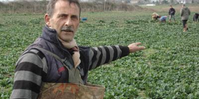 Bafra'da Üretici Zor Durumda