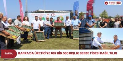 Bafra'da üreticiye 687 bin 500 kışlık sebze fidesi dağıltıldı