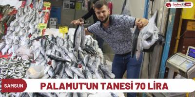 Palamut'un tanesi 70 lira