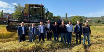 Boyabat'ta çeltik hasadı