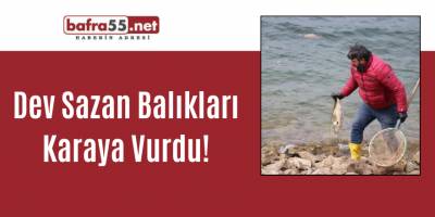 Dev Sazan Balıkları Karaya Vurdu!