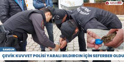 Çevik kuvvet polisi yaralı bıldırcın için seferber oldu