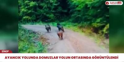 Ayancık yolunda domuzlar yolun ortasında görüntülendi