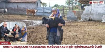 Cumhurbaşkanı'na Seslenen Mağdur Kadın Çiftçinin Malağı Öldü