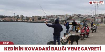 Kedinin kovadaki balığı yeme gayreti