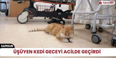 Üşüyen kedi geceyi Acilde geçirdi