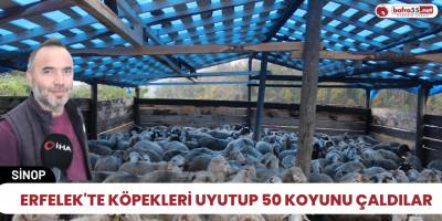 Erfelek'te köpekleri uyutup 50 koyunu çaldılar