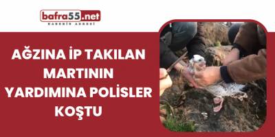 Ağzına ip takılan martının yardımına polisler koştu