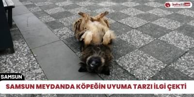 Samsun meydanda köpeğin uyuma tarzı ilgi çekti