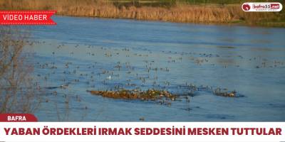 Yaban Ördekleri Irmak Seddesini Mesken tuttular
