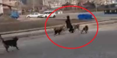 Sinop’ta başıboş köpekler yoldan geçen genç kıza saldırdı