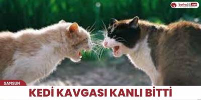 Kedi Kavgası Kanlı bitti