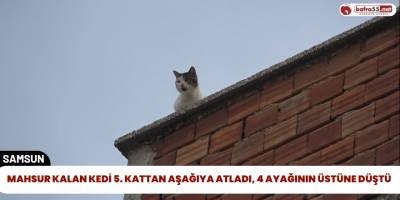 Mahsur Kalan Kedi 5. Kattan Aşağıya Atladı, 4 Ayağının Üstüne Düştü