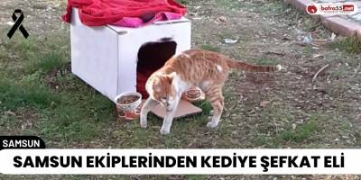 Samsun Ekiplerinden Kediye Şefkat Eli