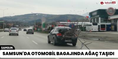 Samsun'da Otomobil Bagajında Ağaç Taşıdı