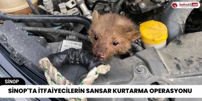 Sinop'ta İtfaiyecilerin Sansar Kurtarma Operasyonu