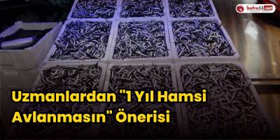 Uzmanlardan "1 Yıl Hamsi Avlanmasın" Önerisi