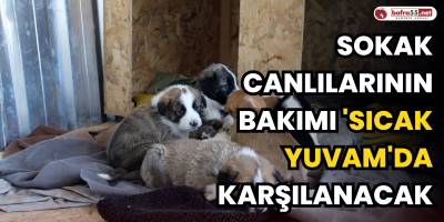 Sokak canlılarının bakımı 'Sıcak Yuvam'da karşılanacak