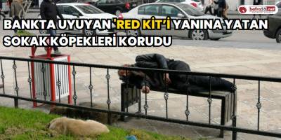 Bankta uyuyan 'Red Kit’i yanına yatan sokak köpekleri korudu