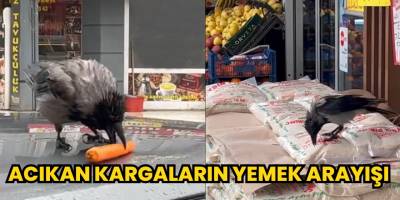 Acıkan kargaların yemek arayışı