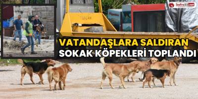 Sinop’ta Vatandaşlara Saldıran Sokak Köpekleri Toplandı