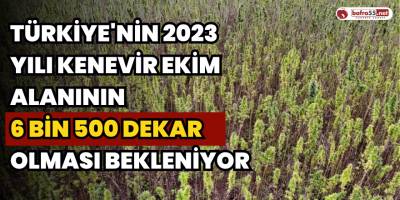 Türkiye'nin 2023 yılı kenevir ekim alanının 6 bin 500 dekar olması bekleniyor