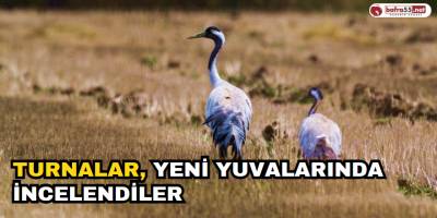 Turnalar, yeni yuvalarında incelendiler
