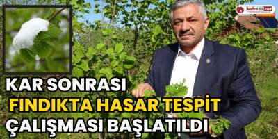 Kar Sonrası Fındıkta Hasar Tespit Çalışması Başlatıldı