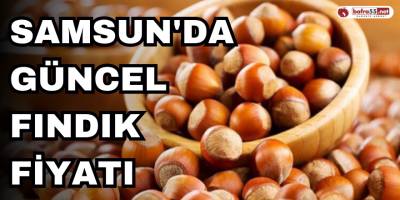 Samsun'da Güncel Fındık Fiyatı