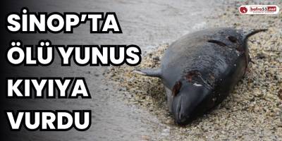 Sinop’ta ölü yunus kıyıya vurdu