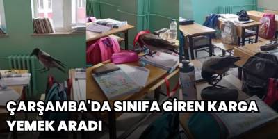 Çarşamba'da Sınıfa Giren Karga Yemek Aradı